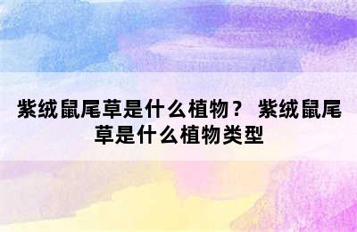 紫绒鼠尾草是什么植物？ 紫绒鼠尾草是什么植物类型